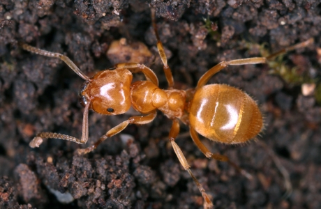 Jens' Schattenameise (Lasius jensi) - © Gernot Kunz
